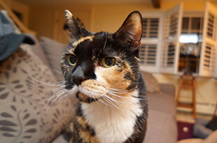 Cat Services in Duxbury