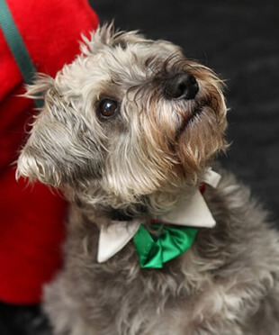 Dog Services in Duxbury