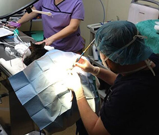 Pet Surgery Services in Duxbury
