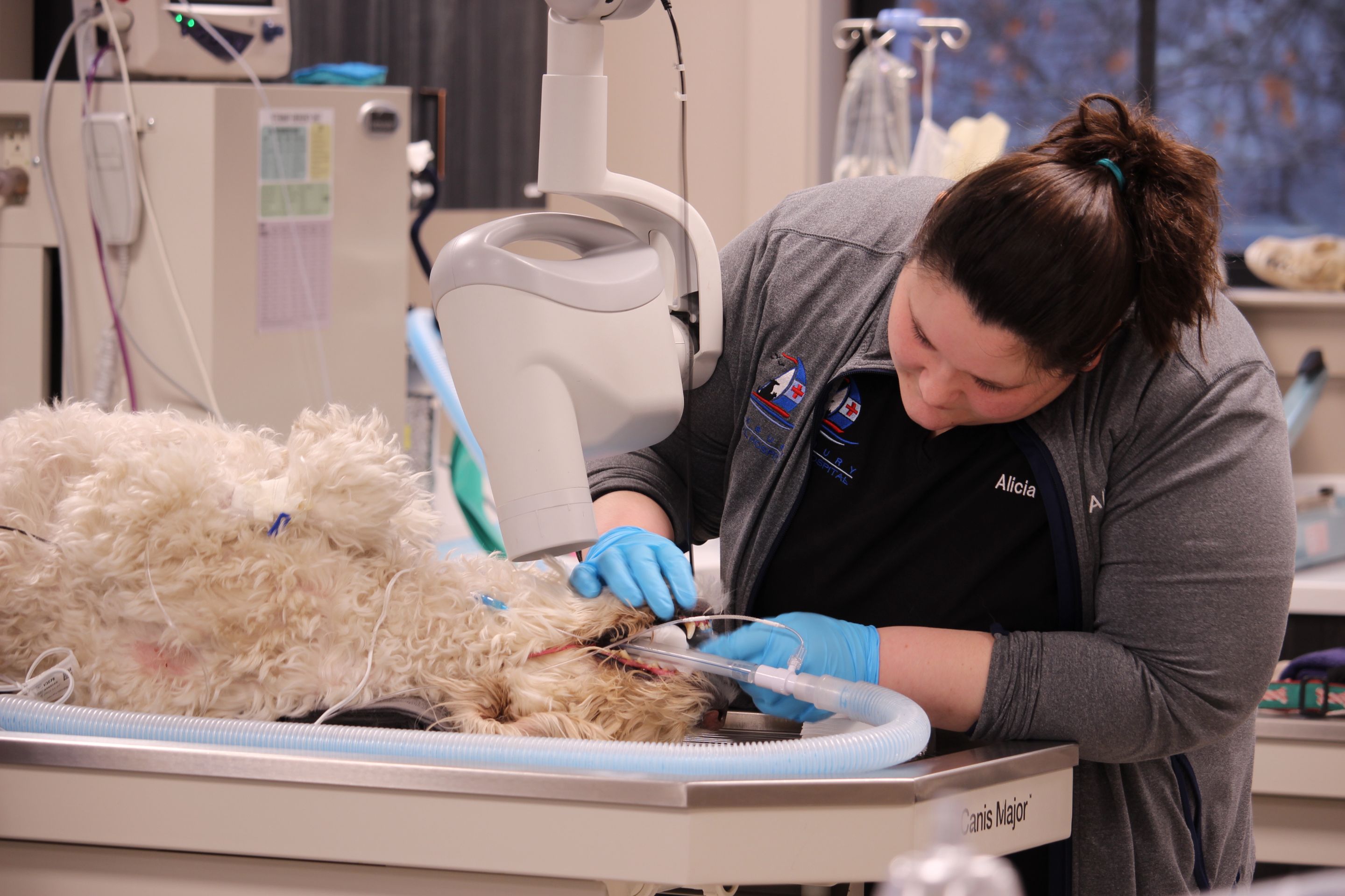 Alicia is taking dental x-rays on a sedated canine patient