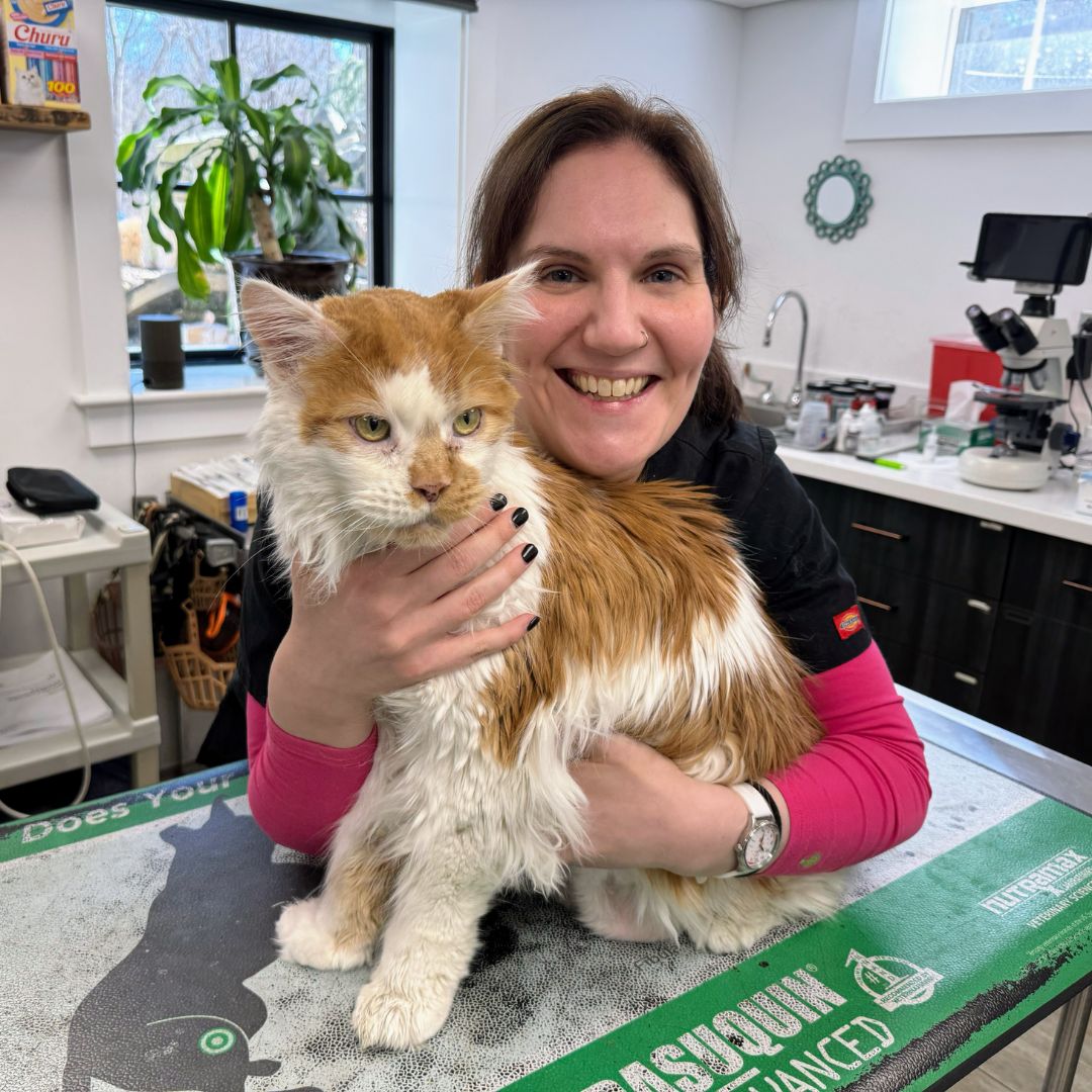 Andi and Hartley, a Senior Cat that is in for his annual wellness exam