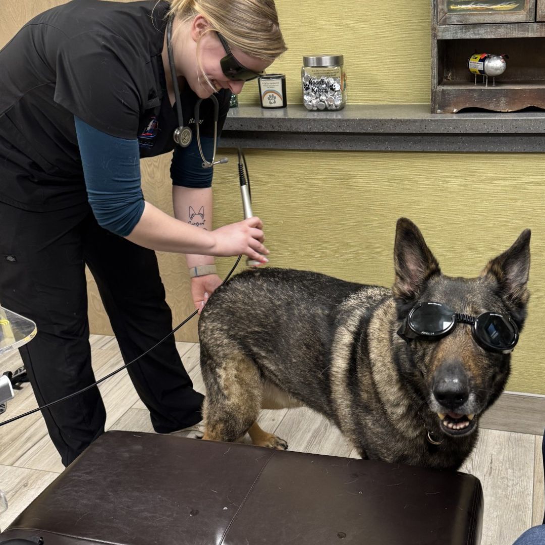 Brittany performing laser therapy on Zeus, a German Shepherd