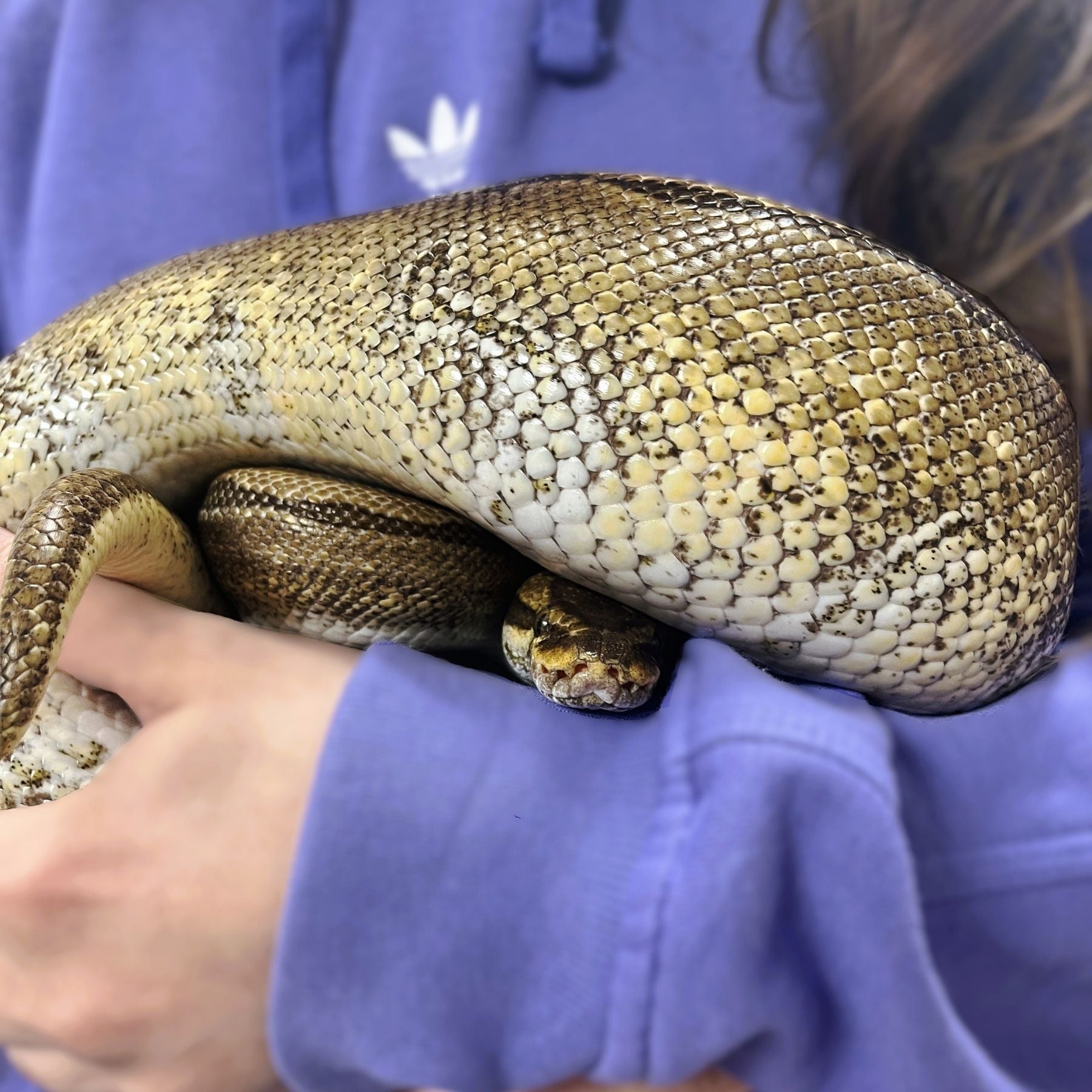 Beautiful Ball Python coiled up ready for his check up at Duxybury Animal Hospital in Duxbury MA