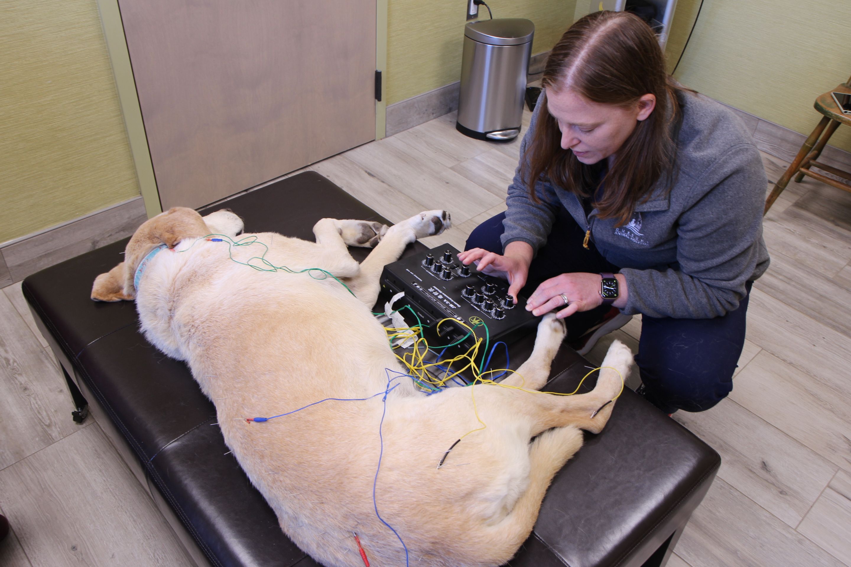 Dr. Kim Danan performing an acupuncture treatment on a labrador retriever 