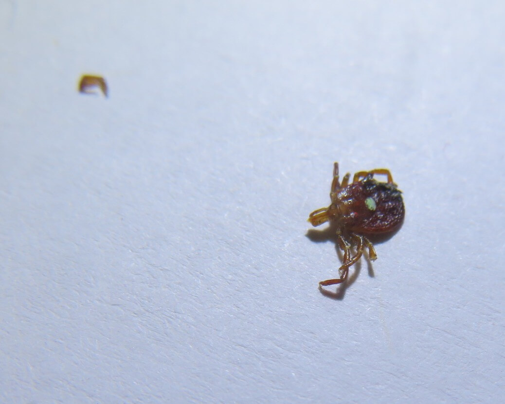 Photo Lone Star Tick