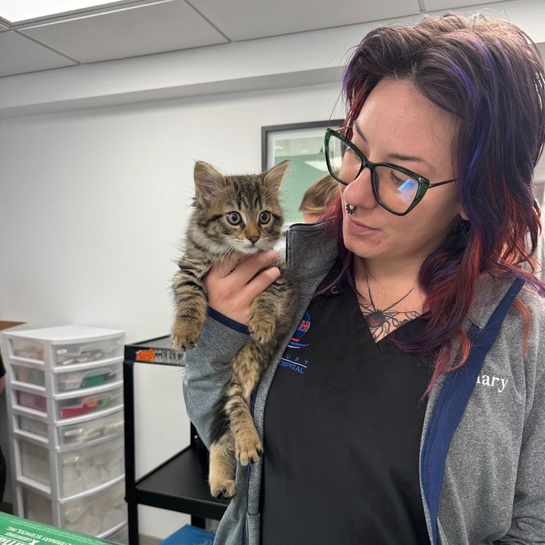 Mary and Bella, a tabby cat that has visited for a kitten exam