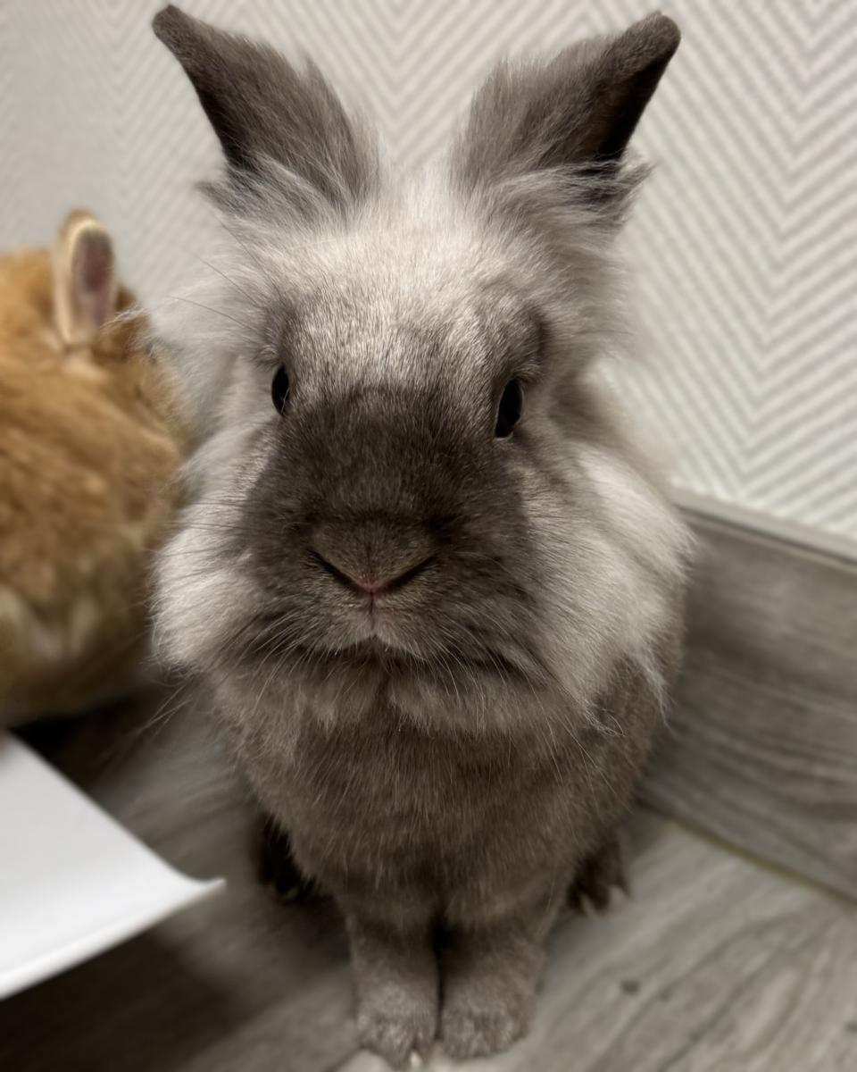 Rabbit Care Guide
