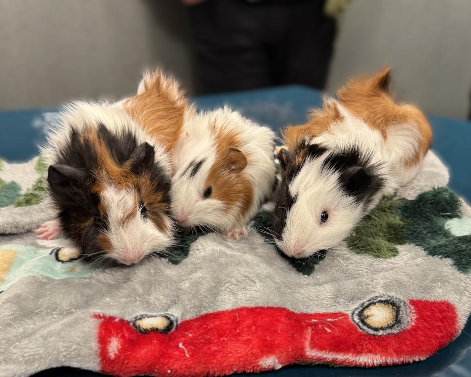 Guinea Pig Care Guide