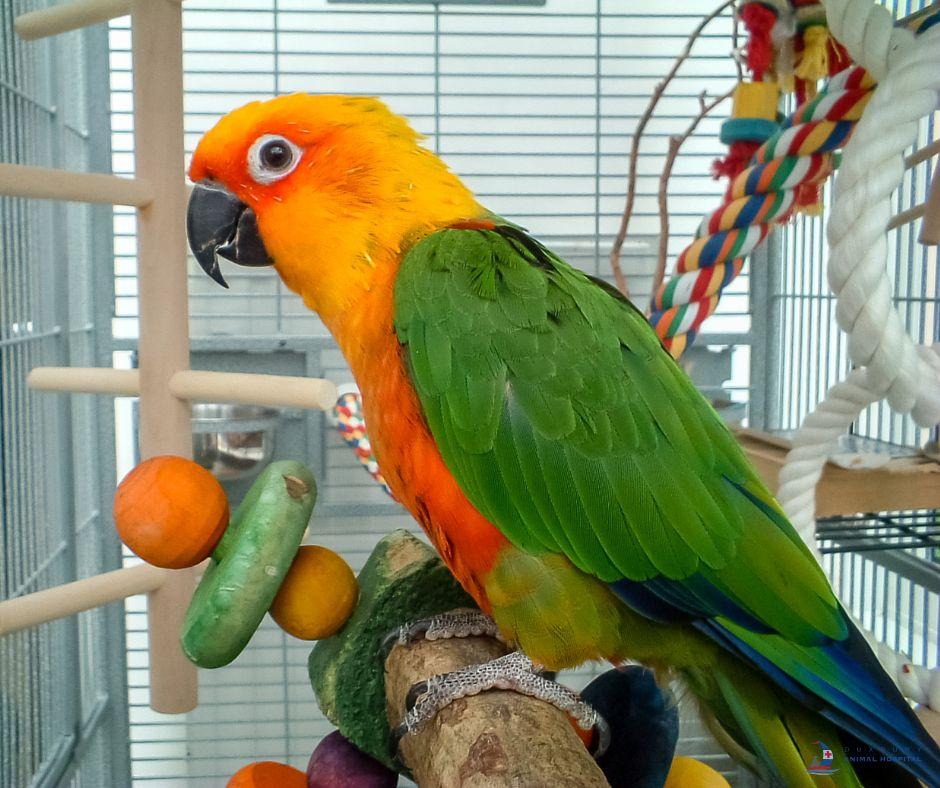 Parrot Care Guide