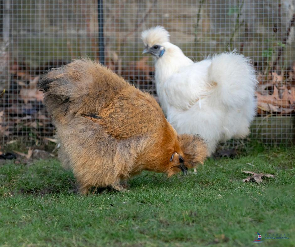 Chicken Care Guide