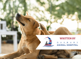 Allergic Skin Disease in Pets: Skin Infections
