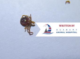 Lone Star Tick - A new tick in town