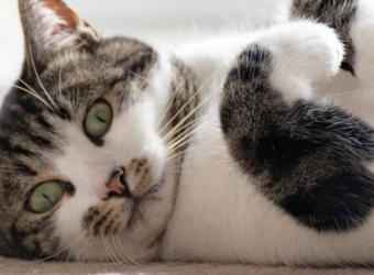 4 Feline Behaviors that Could Become Problematic