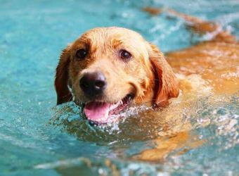 Dog Sunburn Prevention: 5 Tips for the Best Sun Protection for Dogs