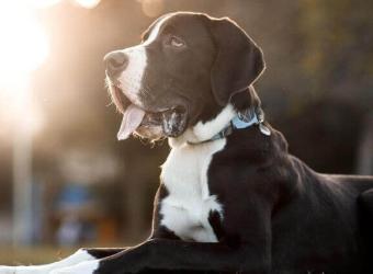 How Laparoscopic Gastropexy Prevents Bloat: What Every Dog Owner Should Know