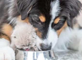 Pet Hydration Awareness Month: Keeping Your Furry Friends Hydrated & Avoiding Cat and Dog Dehydration