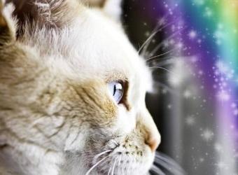 Rainbow Bridge: What to Know About Euthanasia