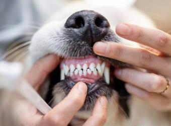 The Ultimate Dog Dental Guide: Nurturing Your Canine's Canines