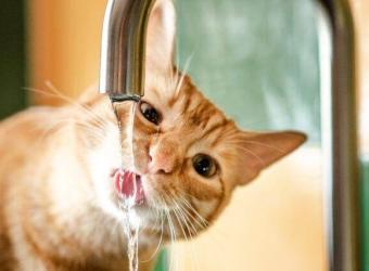 Is My Cat Dehydrated? Spotting Dehydration in Cats and Promoting Healthy Drinking Habits