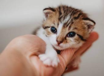 Kitten Development & Growth Milestones: What to Expect in Your Cat’s First Few Weeks of Life
