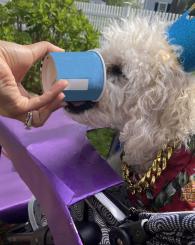 Dog being fed with ice cream